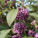 Callicarpa americana fruit P1C P2C P17 P22